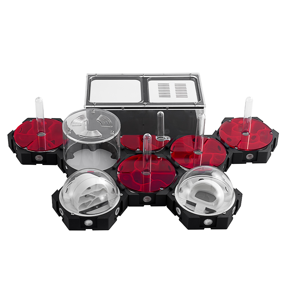 Begonia Rex - Stampa 3D Formiche Fattoria Infinitamente Espandibile