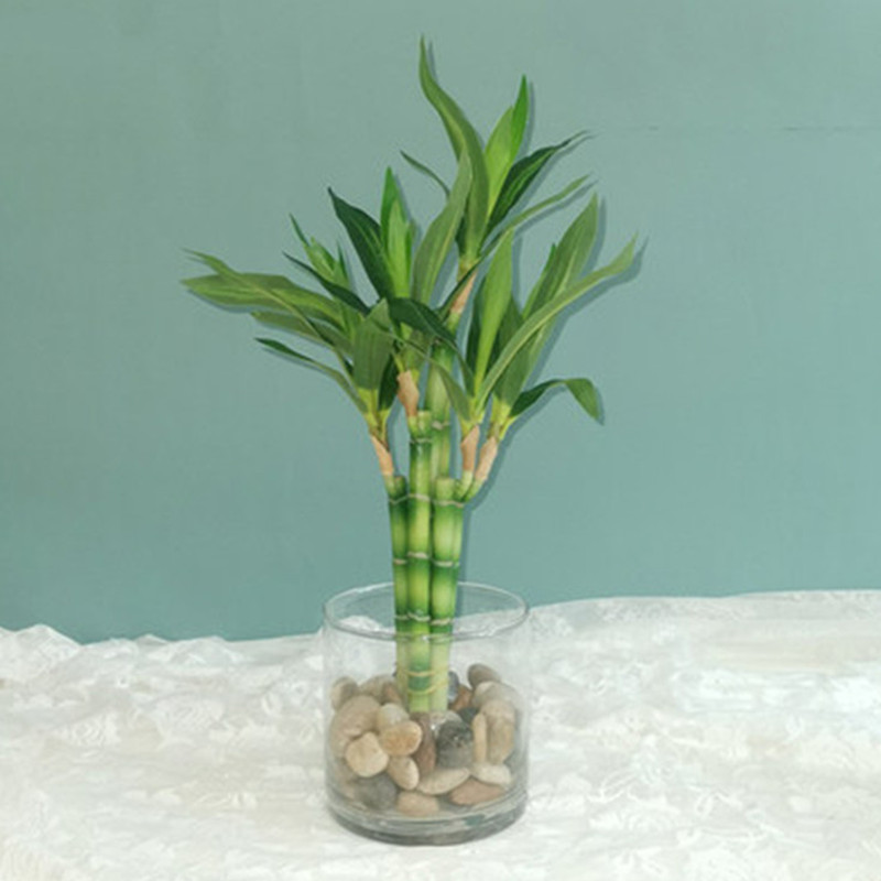 Echeveria Succulent - Nuovo 40 cm rFtificial Lucky Bamboo
