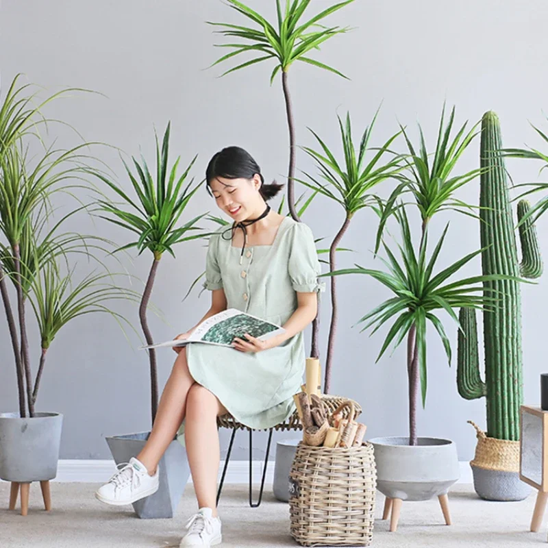 Dracaena Marginata - Pianta di simulazione Dracaena Marginata Dracaena