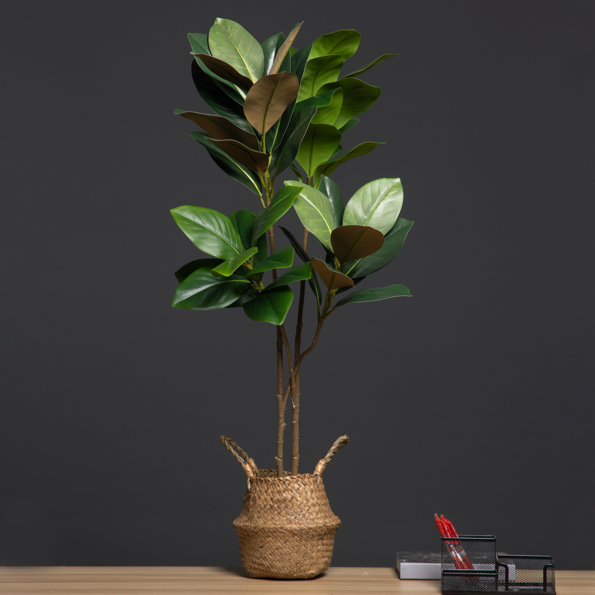 Dracaena Marginata - 105 cm 2 forchette grandi piante