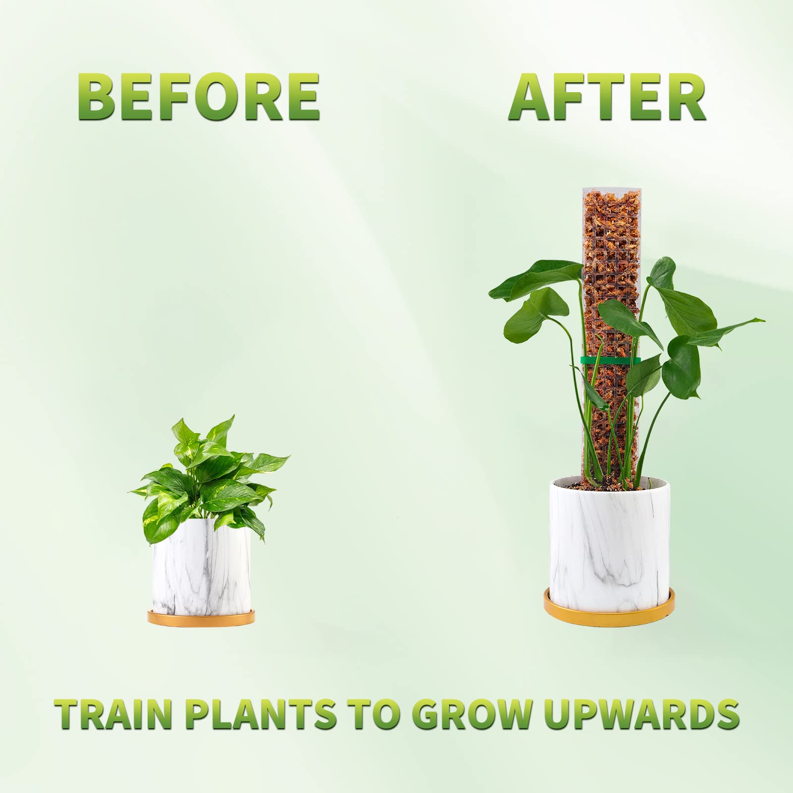 Pali di muschio Piante Support - Echeveria Succulent recensione e prezzo