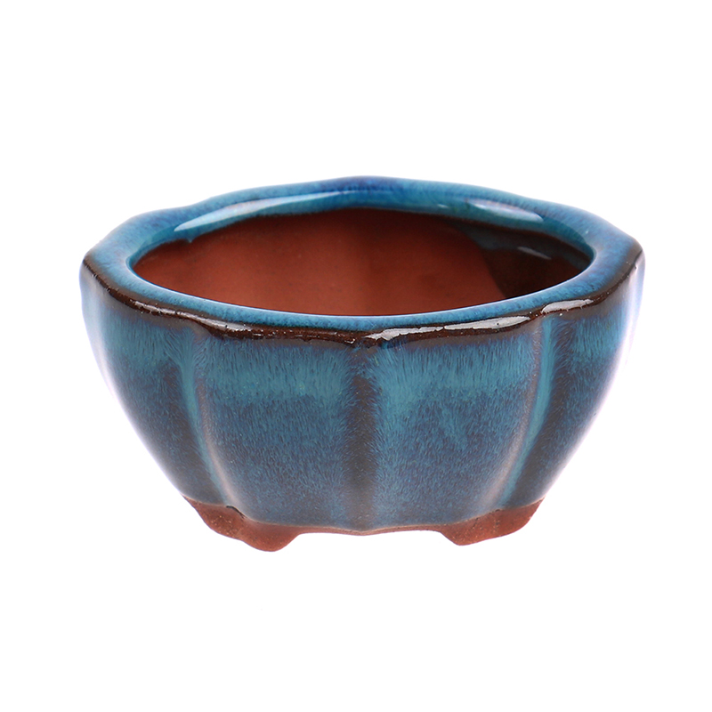 1 pz Bonsai Mini Vaso di Fiori - Echeveria Succulent recensione e prezzo