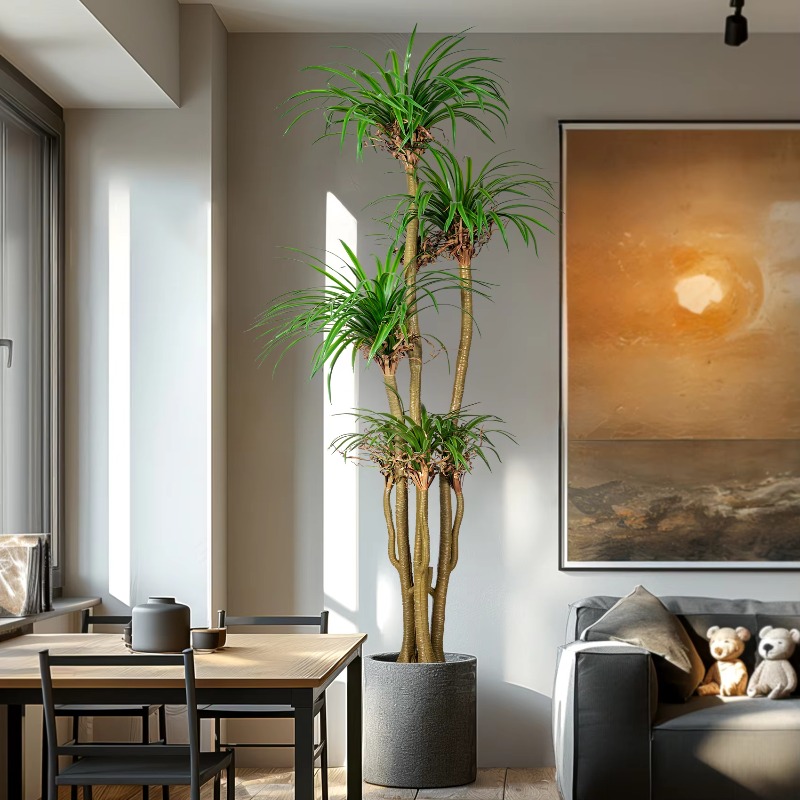 Albero domestico per interni/e - Dracaena Marginata recensione e prezzo