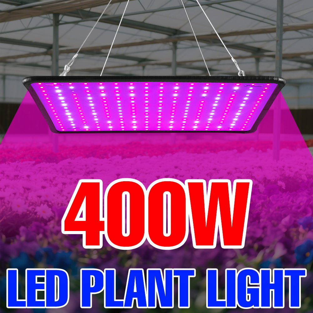400W LED Coltiva La Luce Spett - Echeveria Succulent recensione e prezzo