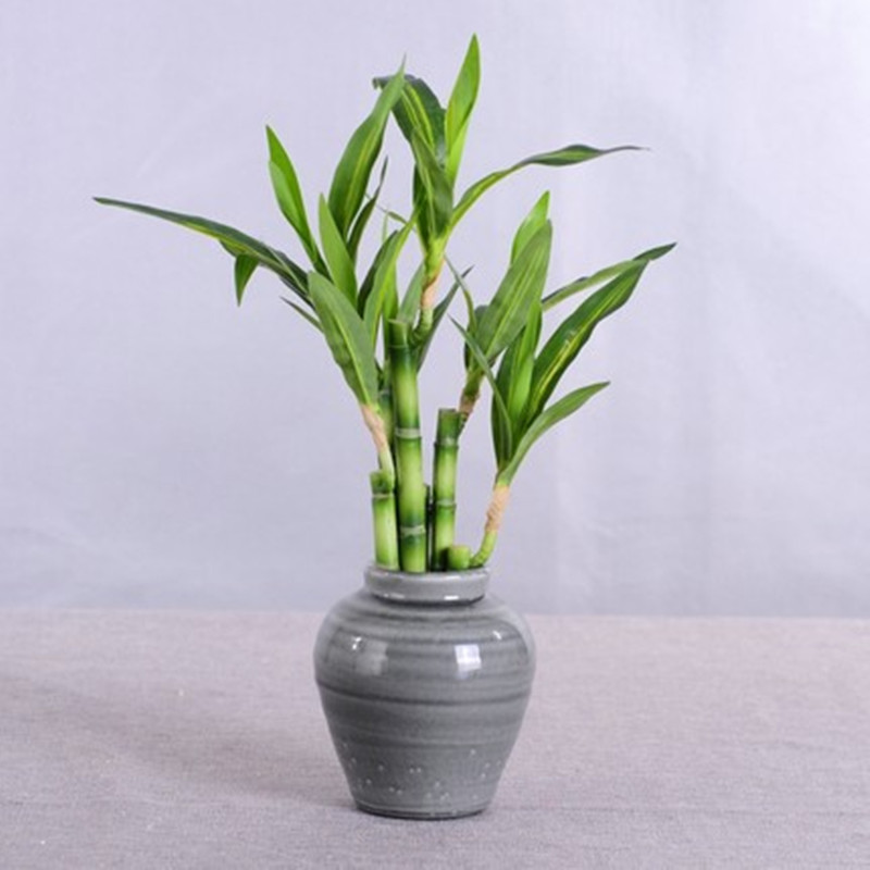 Nuovo 40 cm rFtificial Lucky B - Echeveria Succulent recensione e prezzo