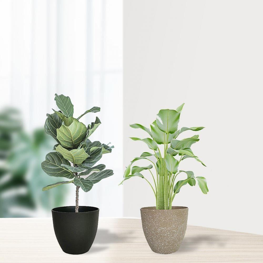 Vasi da fiori in pietra imitaz - Aloe Vera Pot recensione e prezzo