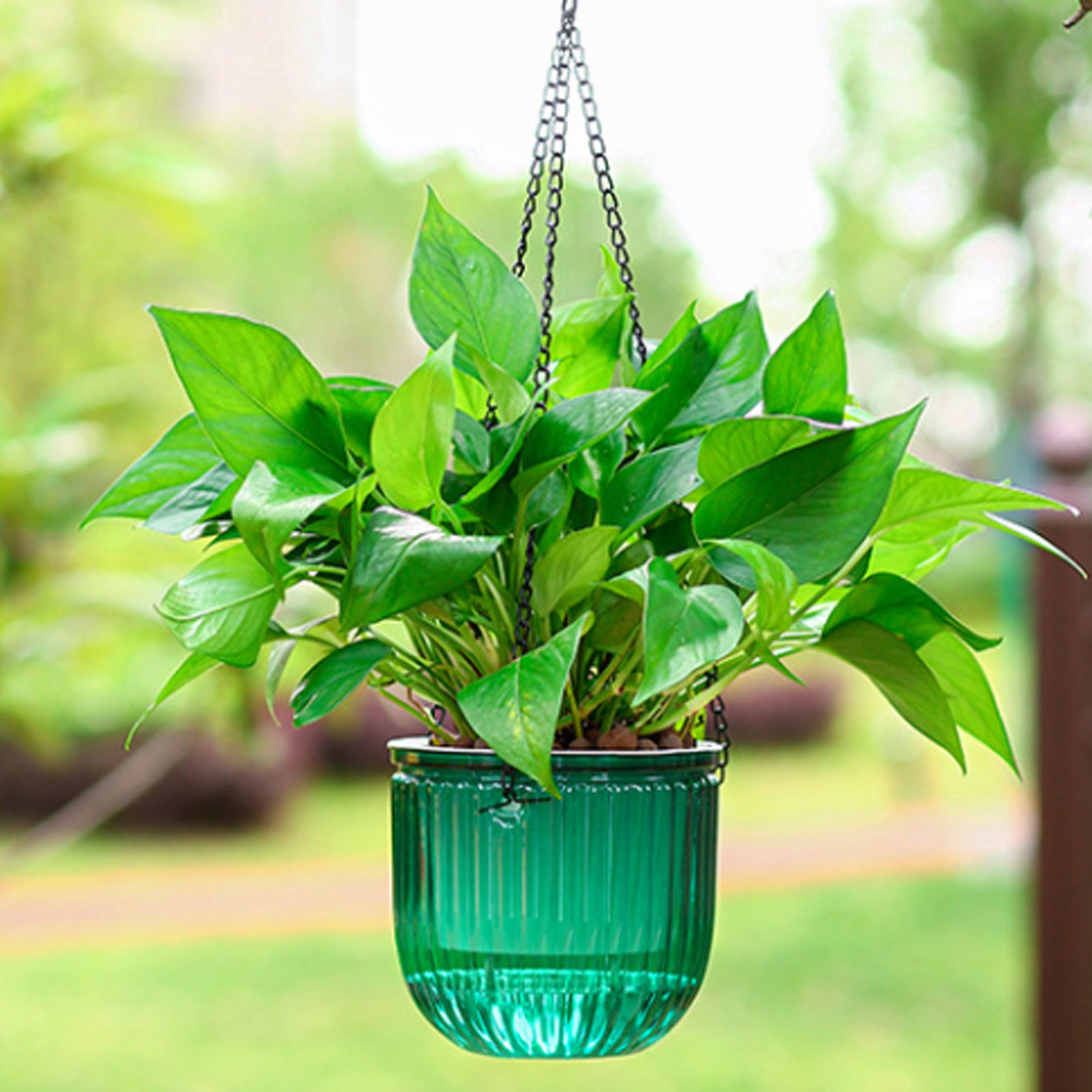 Vasi per Piante con Irrigazion - Spider Plant Hanging recensione e prezzo