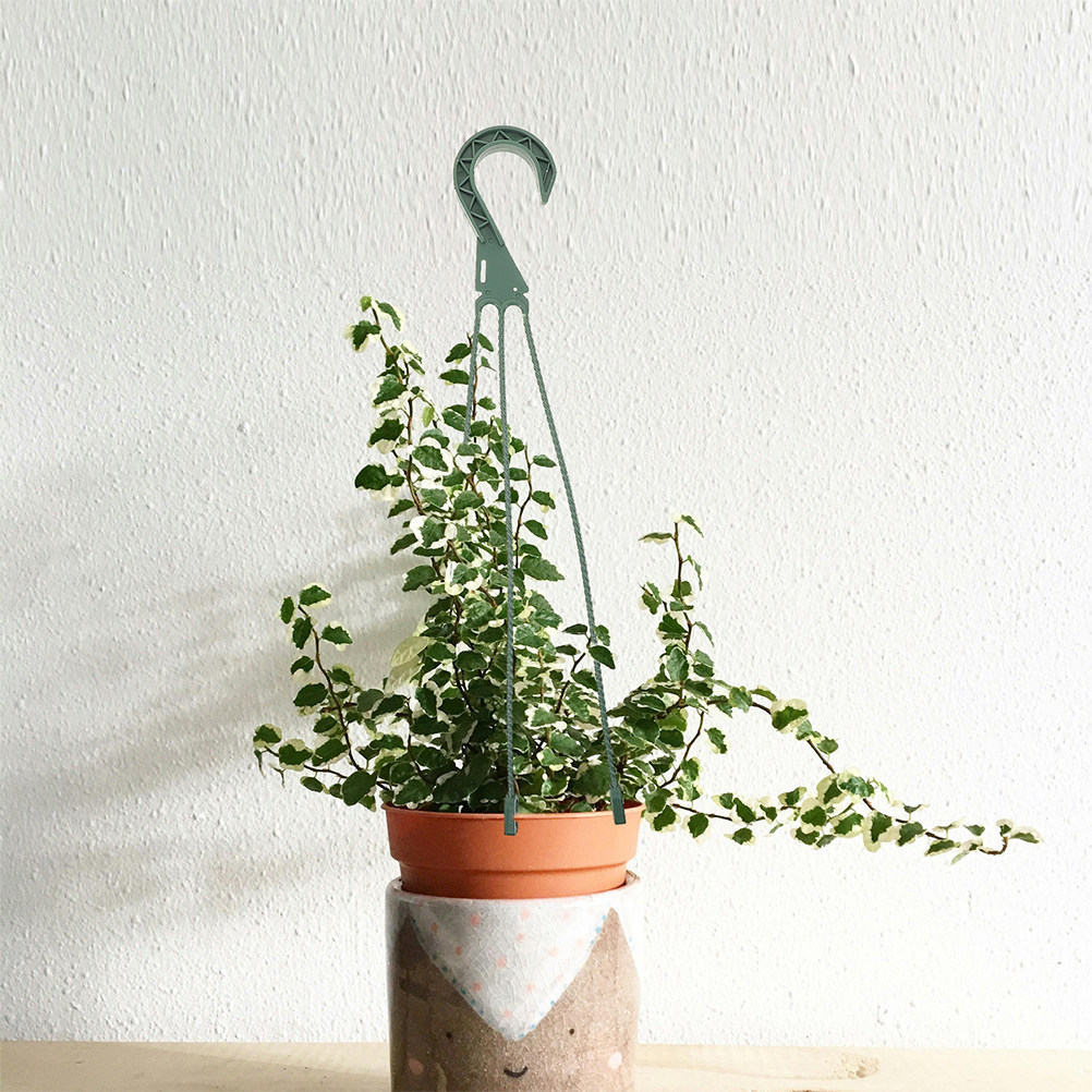 Set di 5 Ganci per Piante Sosp - Spider Plant Hanging recensione e prezzo