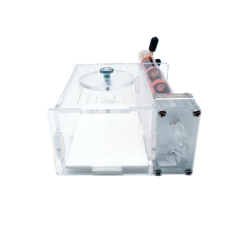 Fai da te formiche fattoria 2  - Begonia Rex recensione e prezzo
