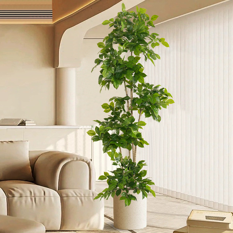 2-78 pollici grandi piante fin - Ficus Lyrata Tree recensione e prezzo