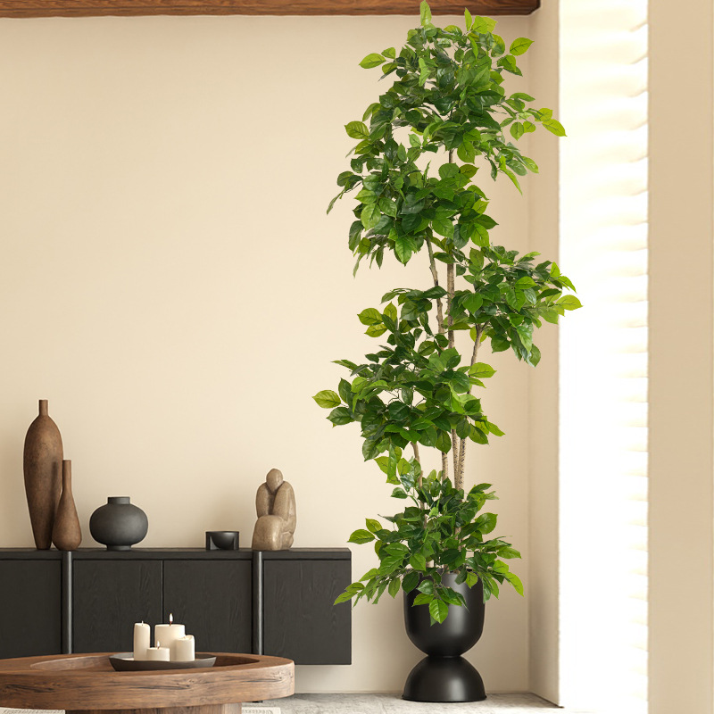 2-78 pollici grandi piante fin - Ficus Lyrata Tree recensione e prezzo