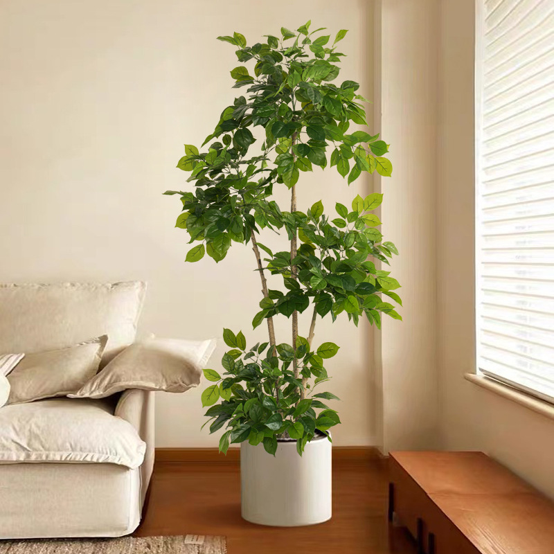 2-78 pollici grandi piante fin - Ficus Lyrata Tree recensione e prezzo