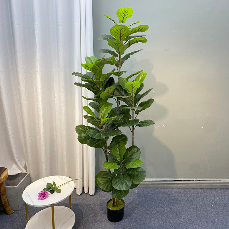 59in grande albero di Ficus pi - Ficus Lyrata Tree recensione e prezzo