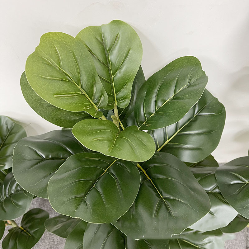 59in grande albero di Ficus pi - Ficus Lyrata Tree recensione e prezzo