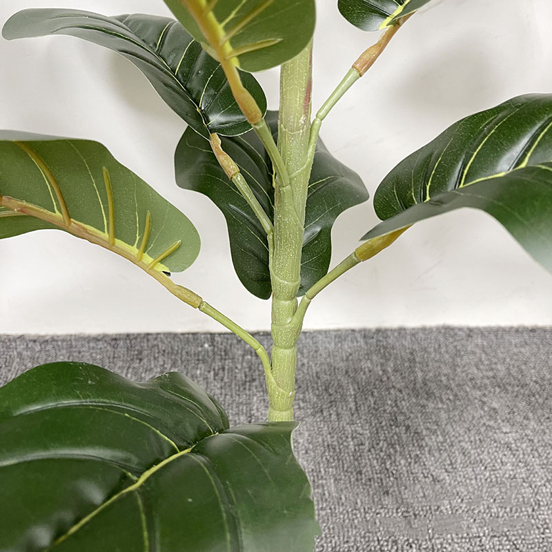 59in grande albero di Ficus pi - Ficus Lyrata Tree recensione e prezzo