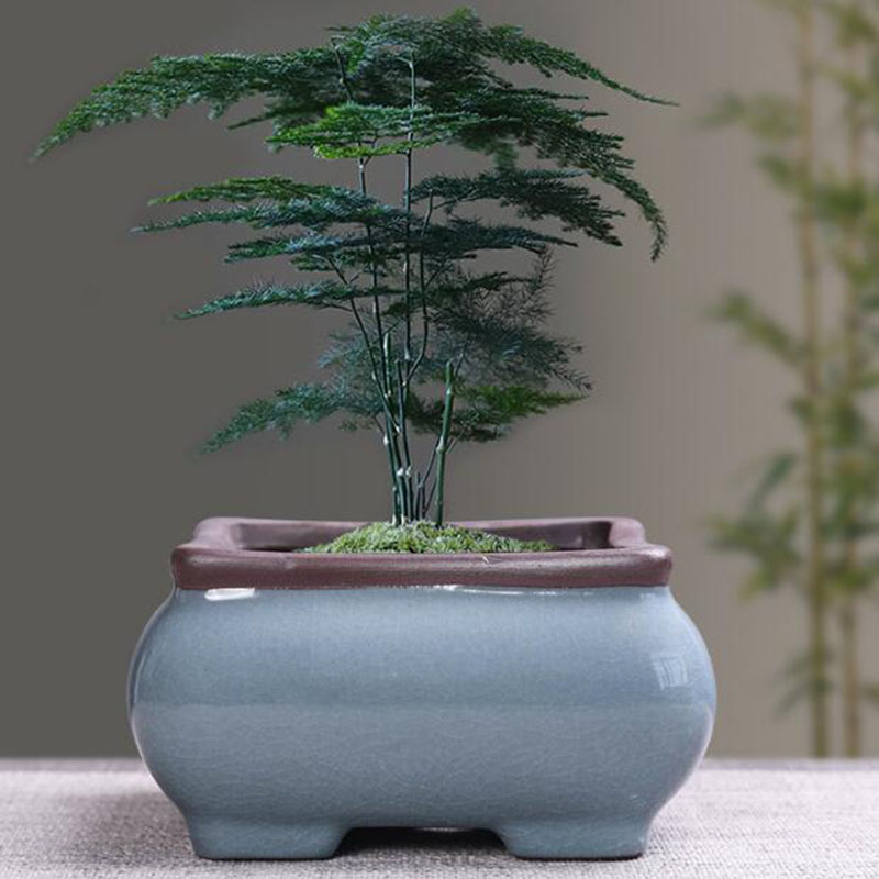 Vaso da fiori in ceramica retr - Echeveria Succulent recensione e prezzo