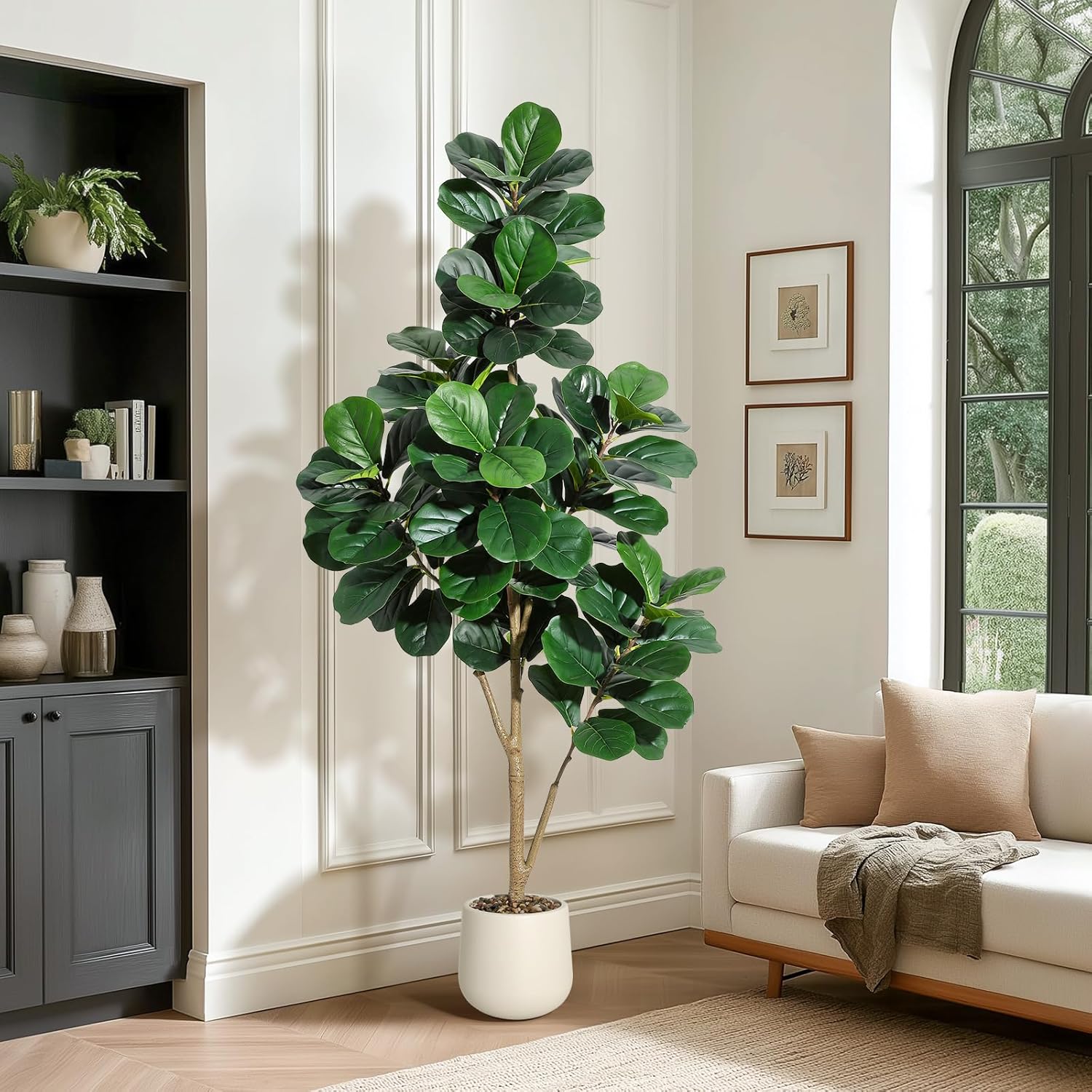 Albero di fico con foglie di v - Ficus Lyrata Tree recensione e prezzo