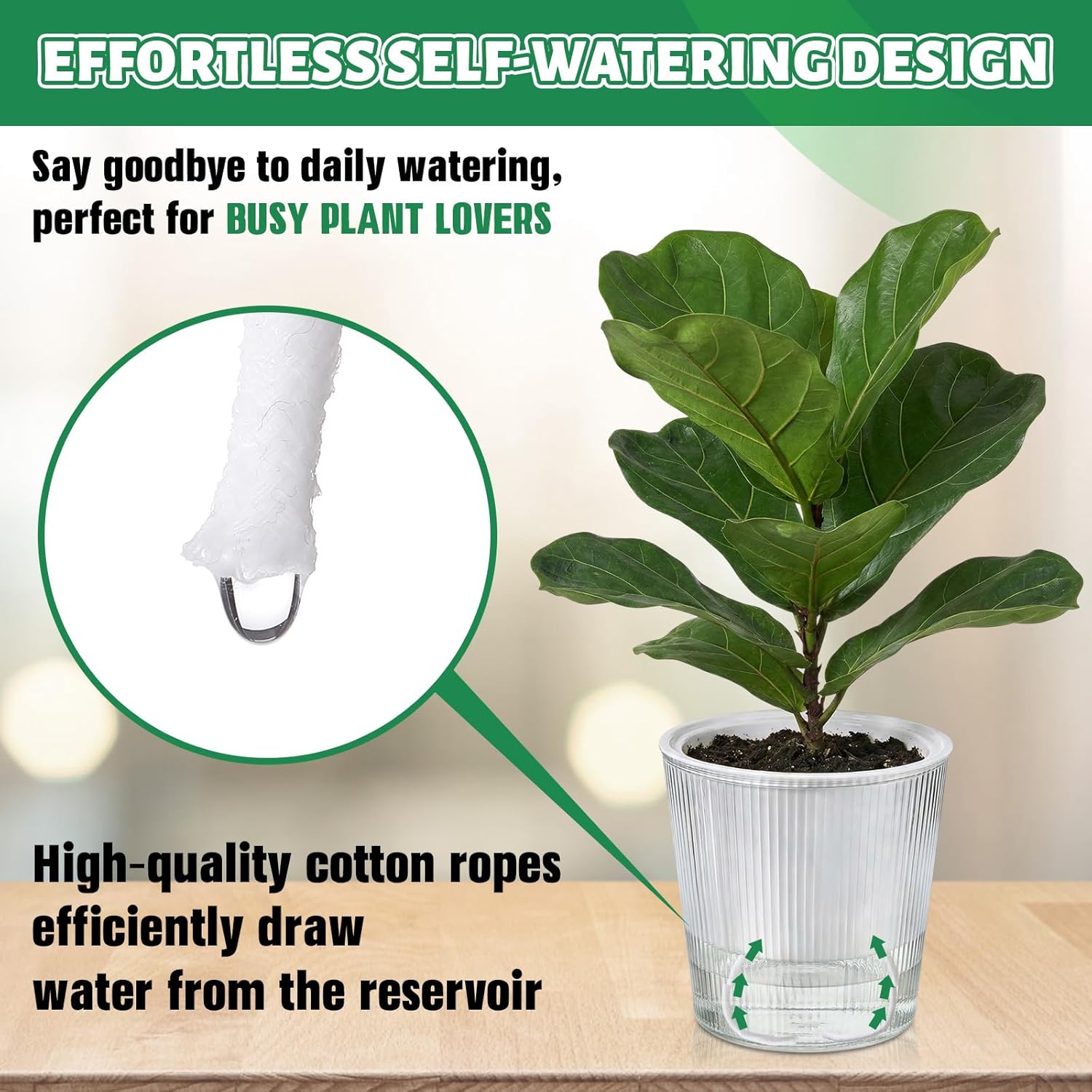 Vasi Autoirriganti Trasparenti - Aloe Vera Pot recensione e prezzo
