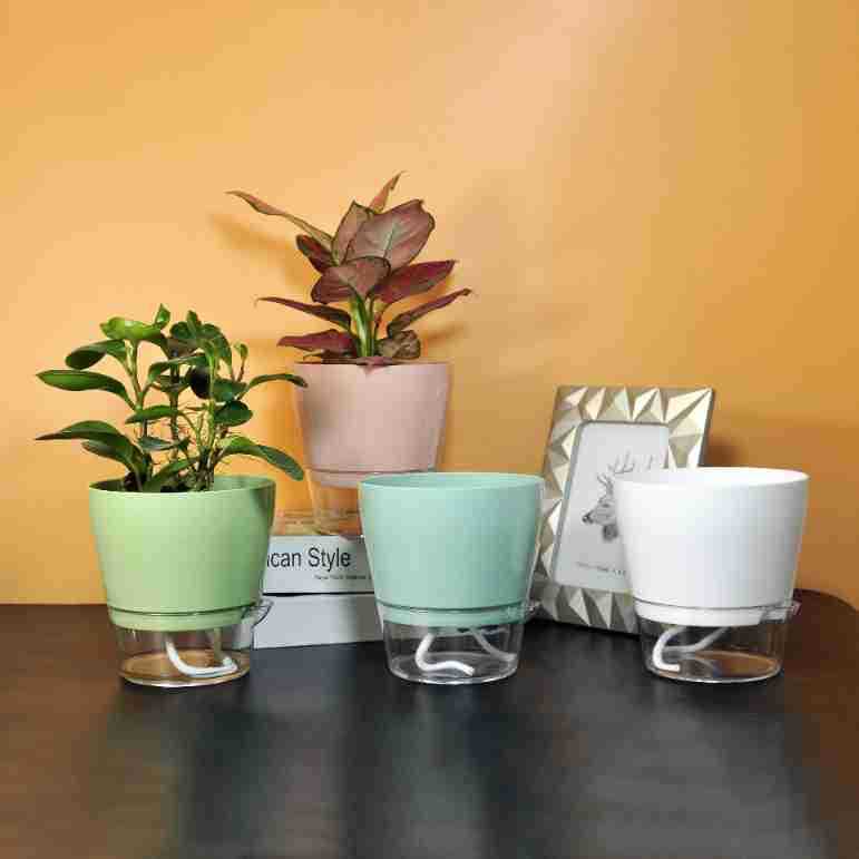 Fiore pigro con foro di drenag - Aloe Vera Pot recensione e prezzo