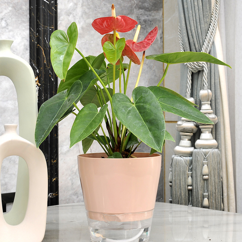 Fiore pigro con foro di drenag - Aloe Vera Pot recensione e prezzo