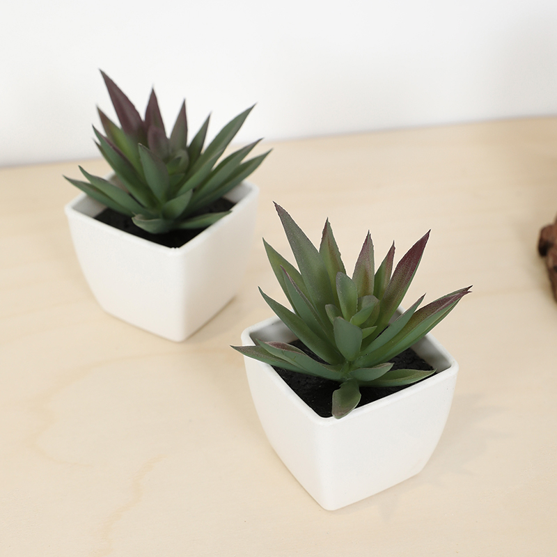 Mini tazza di fata artificiale - Echeveria Succulent recensione e prezzo