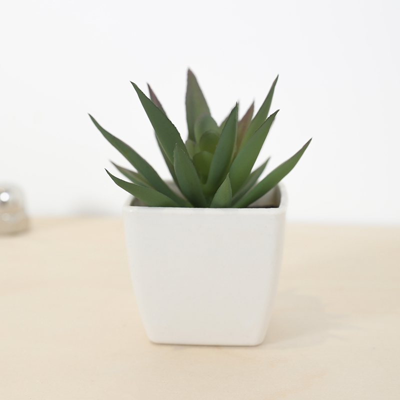 Mini tazza di fata artificiale - Echeveria Succulent recensione e prezzo