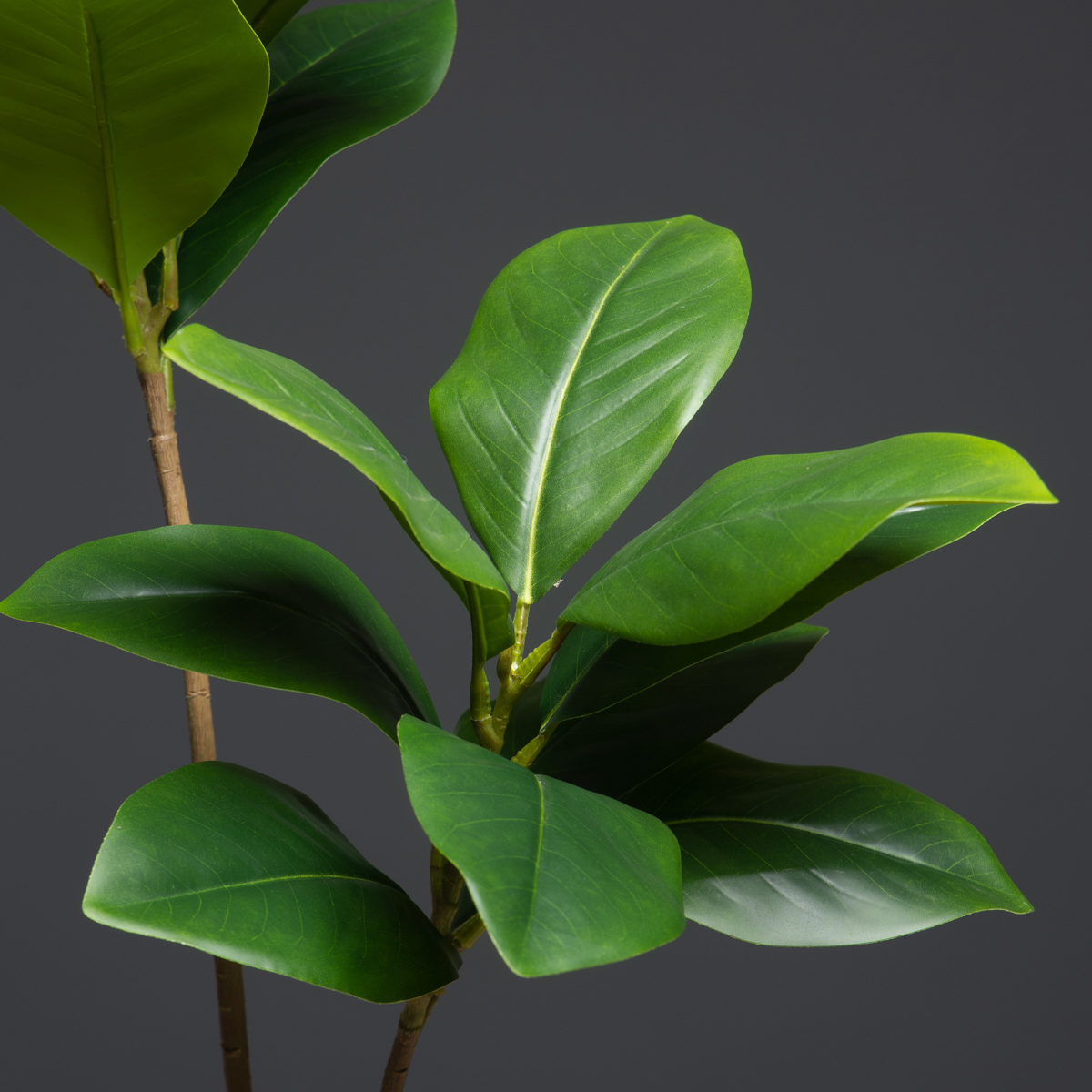 105 cm 2 forchette grandi pian - Dracaena Marginata recensione e prezzo