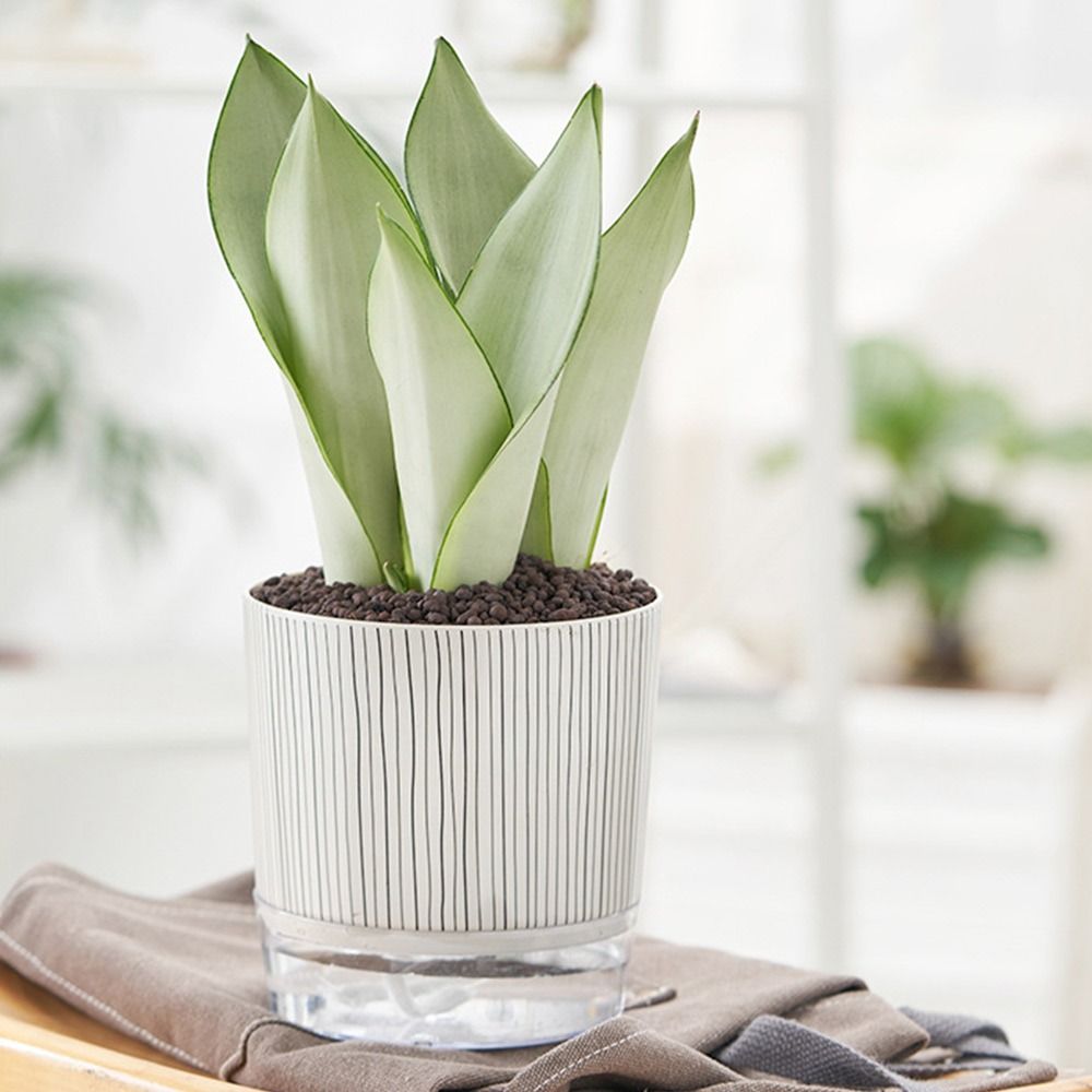 Vaso Trasparente Autoirrigante - Aloe Vera Pot recensione e prezzo