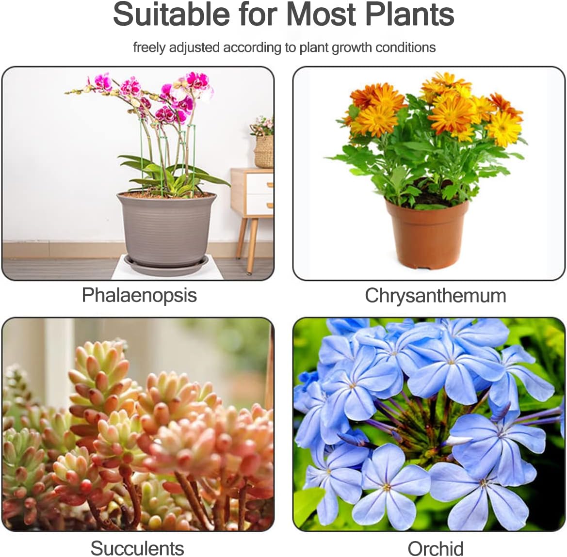 5/10 Pezzi Supporti per Piante - Echeveria Succulent recensione e prezzo